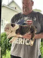 Orange collar, a female English Bulldog for sale in Elwood, IN – 3 of 3