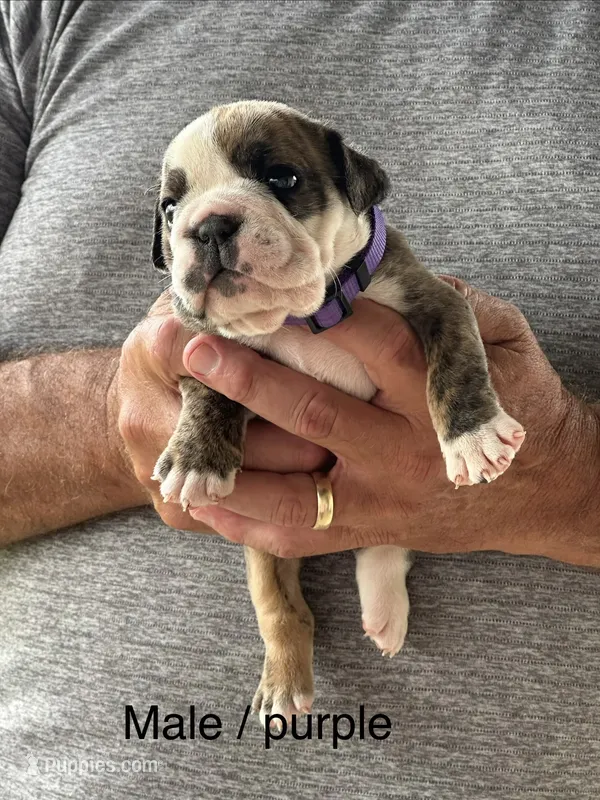Purple collar, a male English Bulldog for sale in Elwood, IN – 1 of 3