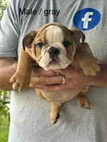 Gray collar, a male English Bulldog for sale in Elwood, IN – 1 of 3
