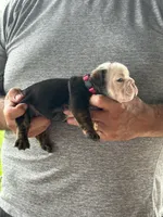 Pink collar, a female English Bulldog for sale in Elwood, IN – 3 of 3