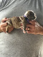Purple collar, a male English Bulldog for sale in Elwood, IN – 3 of 3