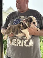 Purple collar, a male English Bulldog for sale in Elwood, IN – 2 of 3