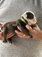 Green collar , a male English Bulldog for sale in Elwood, IN – 2 of 3