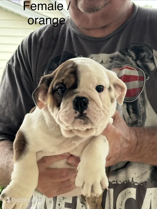 Orange collar – English Bulldog puppy for sale in Elwood, IN