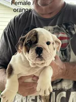 Orange collar, a female English Bulldog for sale in Elwood, IN – 1 of 3
