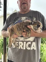 Blue collar, a male English Bulldog for sale in Elwood, IN – 2 of 3