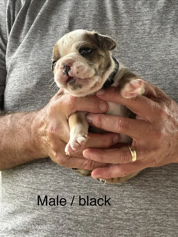 Green collar  – English Bulldog puppy for sale in Elwood, IN