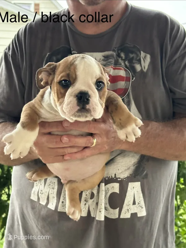 Black collar – English Bulldog puppy for sale in Elwood, IN