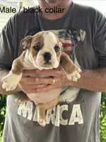 Black collar, a male English Bulldog for sale in Elwood, IN – 1 of 3