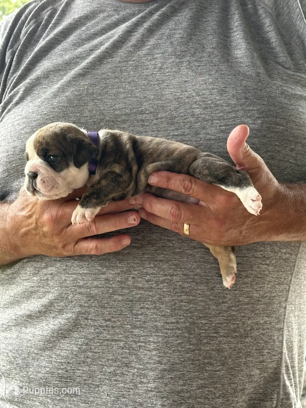 Purple collar – English Bulldog puppy for sale in Elwood, IN