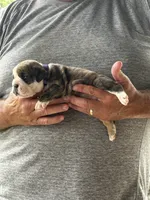 Purple collar, a male English Bulldog for sale in Elwood, IN – 2 of 3