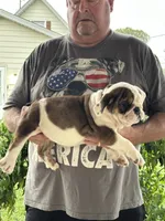 Orange collar, a female English Bulldog for sale in Elwood, IN – 2 of 3