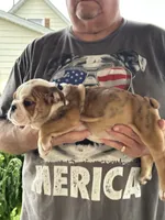 Black collar, a male English Bulldog for sale in Elwood, IN – 2 of 3