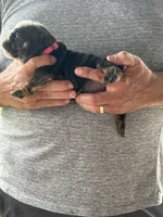 Pink collar, a female English Bulldog for sale in Elwood, IN – 2 of 3