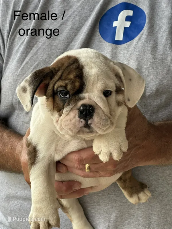 Orange collar – English Bulldog puppy for sale in Elwood, IN