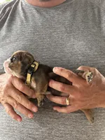 Yellow collar, a female English Bulldog for sale in Elwood, IN – 3 of 3