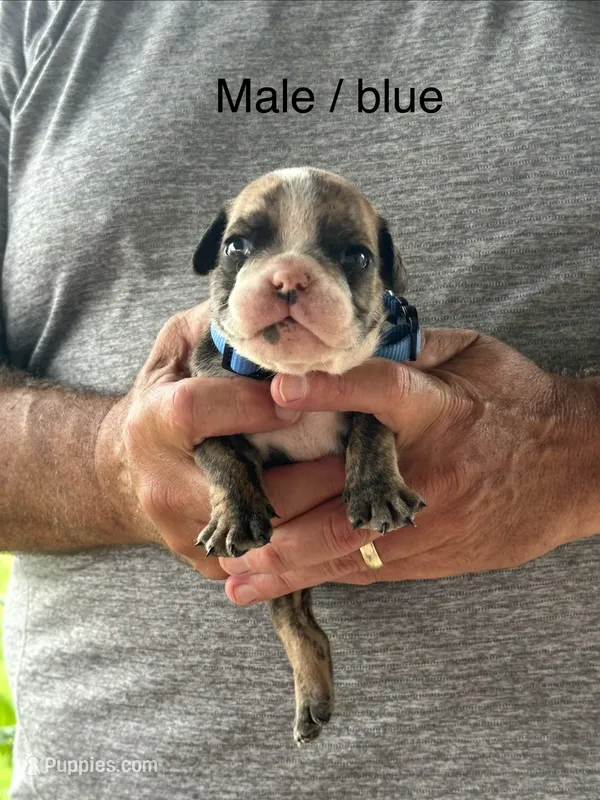 Blue collar, a male English Bulldog for sale in Elwood, IN – 1 of 3