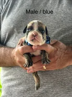 Blue collar, a male English Bulldog for sale in Elwood, IN – 1 of 3