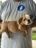 Gray collar, a male English Bulldog for sale in Elwood, IN – 3 of 3