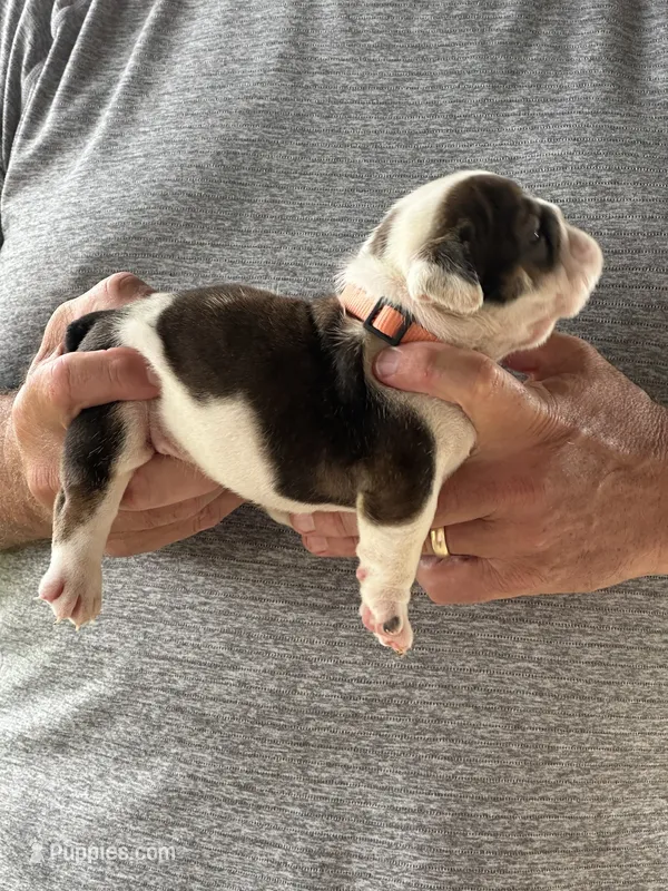 Orange collar – English Bulldog puppy for sale in Elwood, IN
