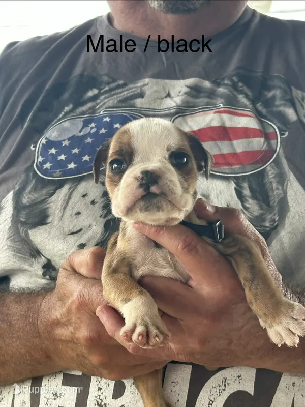 Black collar – English Bulldog puppy for sale in Elwood, IN
