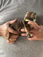 Yellow collar, a female English Bulldog for sale in Elwood, IN – 2 of 3
