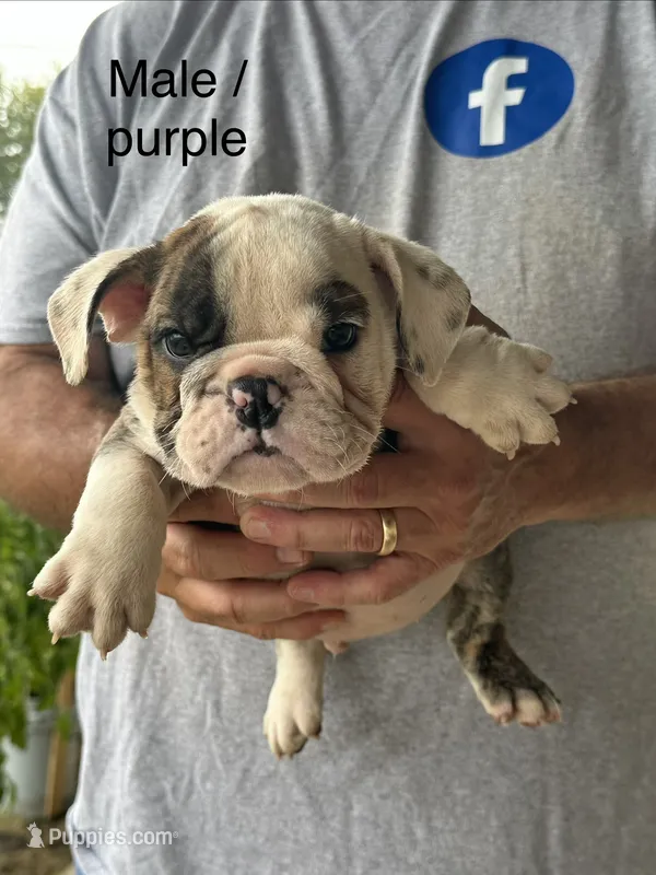 Purple collar – English Bulldog puppy for sale in Elwood, IN