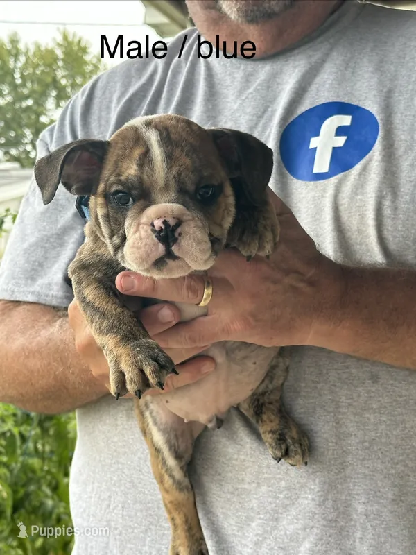 Blue collar – English Bulldog puppy for sale in Elwood, IN