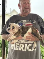 Purple collar, a male English Bulldog for sale in Elwood, IN – 3 of 3