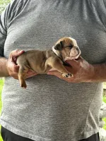 Gray collar, a male English Bulldog for sale in Elwood, IN – 3 of 3
