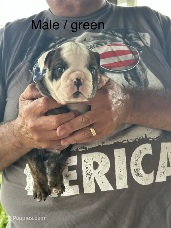 Green collar  – English Bulldog puppy for sale in Elwood, IN