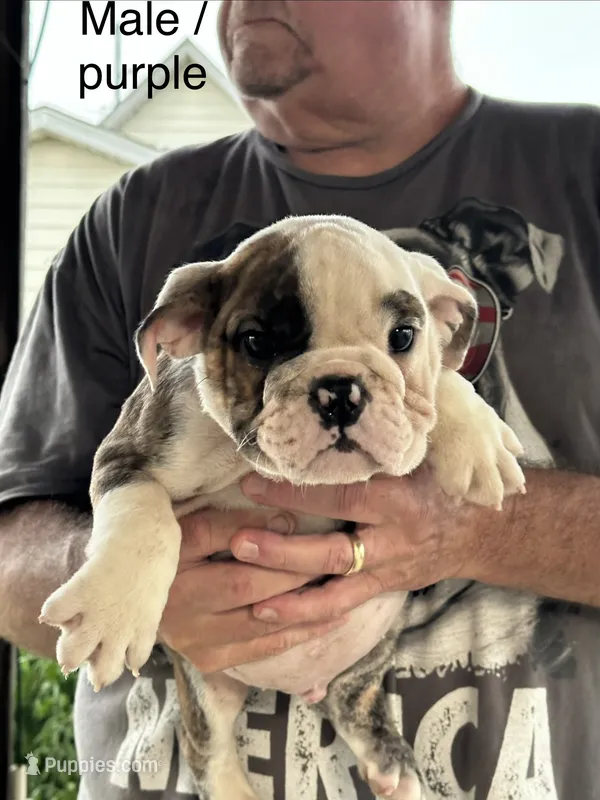 Purple collar – English Bulldog puppy for sale in Elwood, IN