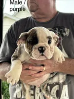 Purple collar, a male English Bulldog for sale in Elwood, IN – 1 of 3