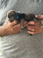 Blue collar, a male English Bulldog for sale in Elwood, IN – 2 of 3