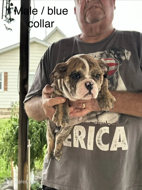 Blue collar – English Bulldog puppy for sale in Elwood, IN