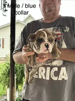 Blue collar, a male English Bulldog for sale in Elwood, IN – 1 of 3
