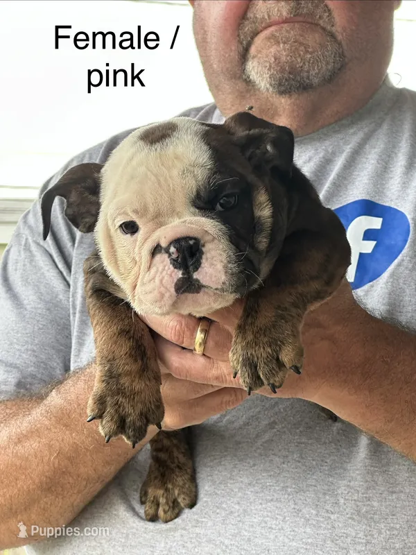 Pink collar – English Bulldog puppy for sale in Elwood, IN