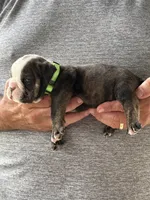 Green collar , a male English Bulldog for sale in Elwood, IN – 3 of 3