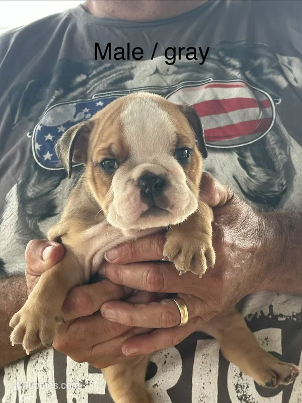 Gray collar – English Bulldog puppy for sale in Elwood, IN