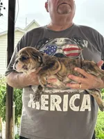 Blue collar, a male English Bulldog for sale in Elwood, IN – 3 of 3