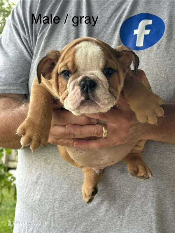 Gray collar – English Bulldog puppy for sale in Elwood, IN