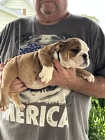 Black collar, a male English Bulldog for sale in Elwood, IN – 3 of 3
