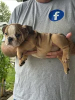 Gray collar, a male English Bulldog for sale in Elwood, IN – 2 of 3