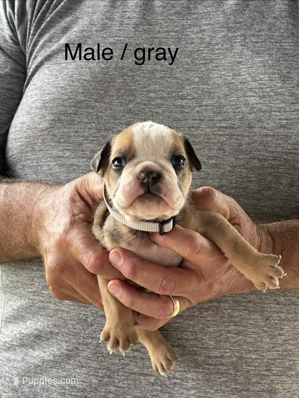 Gray collar – English Bulldog puppy for sale in Elwood, IN