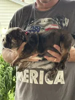 Pink collar, a female English Bulldog for sale in Elwood, IN – 2 of 3