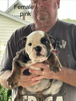 Pink collar, a female English Bulldog for sale in Elwood, IN – 1 of 3