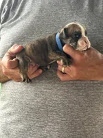 Blue collar, a male English Bulldog for sale in Elwood, IN – 3 of 3