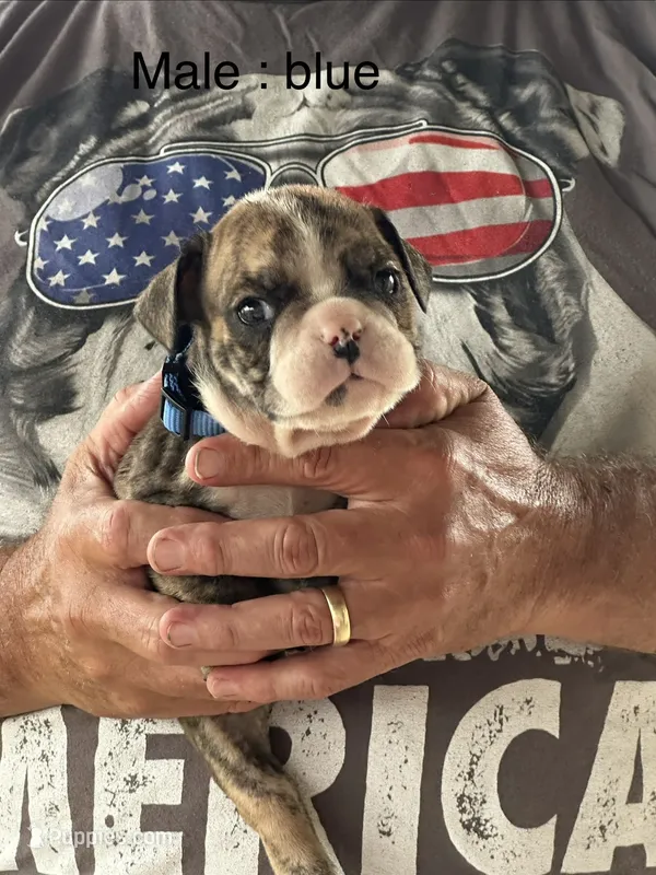 Blue collar – English Bulldog puppy for sale in Elwood, IN