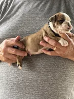 Black collar, a male English Bulldog for sale in Elwood, IN – 3 of 3
