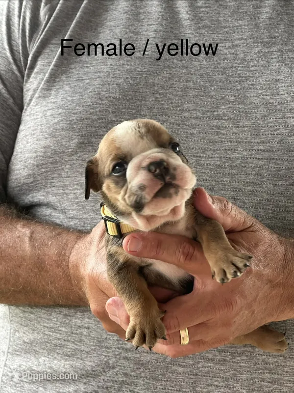 Yellow collar, a female English Bulldog for sale in Elwood, IN – 1 of 3